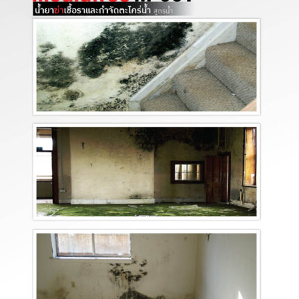 น้ำยากำจัดเชื้อราและตะไคร่น้ำ เบเยอร์ โมลด์ฟรี เอ็ม-001 - ขจัดเชื้อรา และตะไคร่น้ำ กระบี่ | PS HOME KRABI ราคาถูก